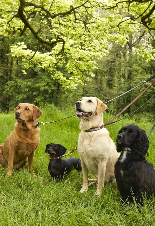 Sale Classic Dog Lead - Black Pets