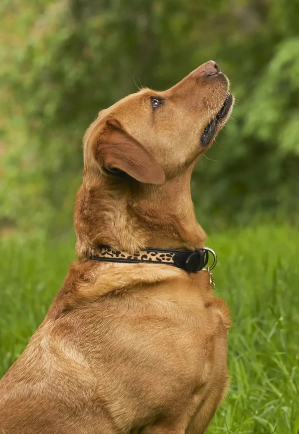 Online HC Classic Dog Collar - Black & Leopard Pony Pets
