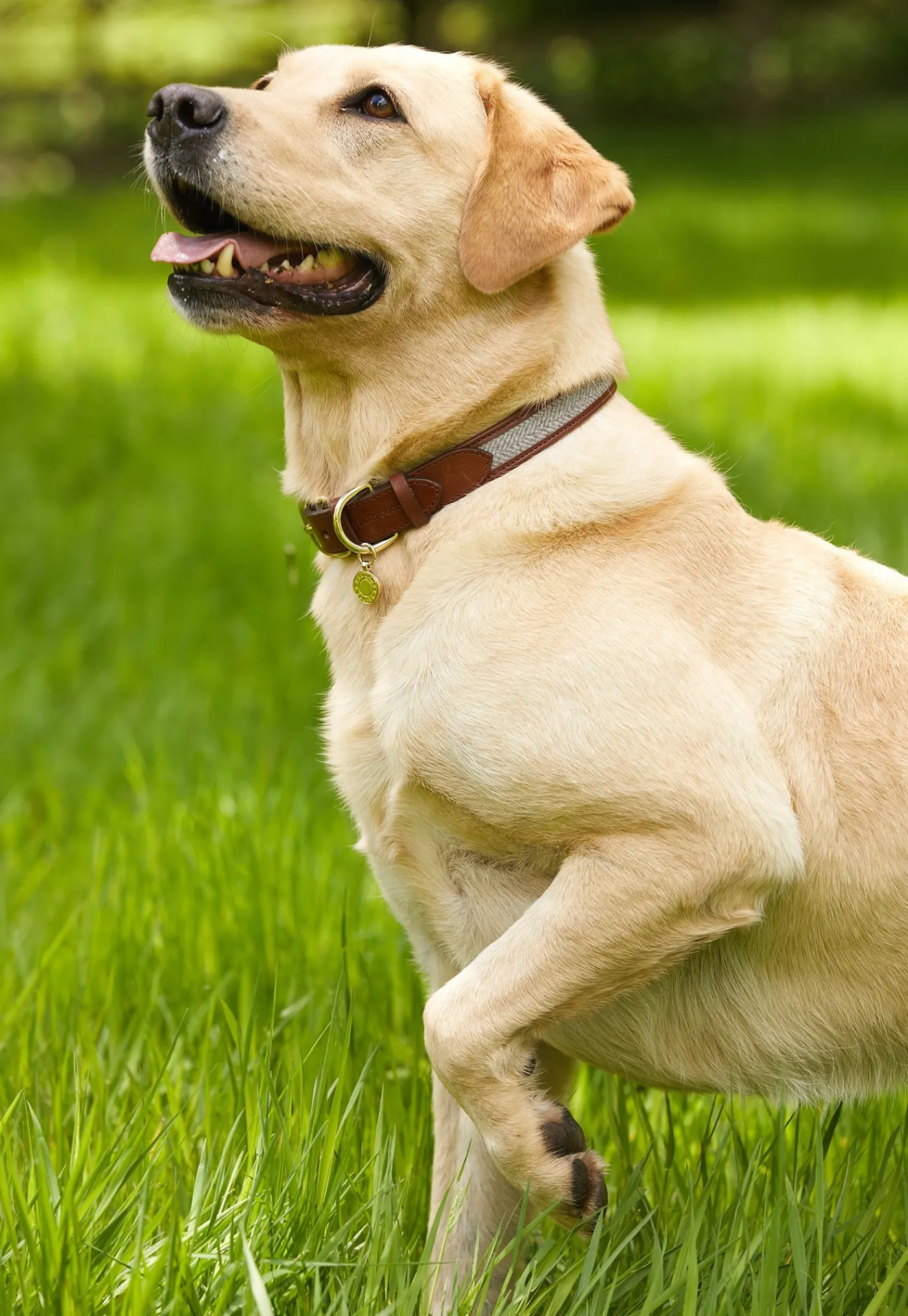 hc_classic_dog_collar__ch_1.webp Outlet HC Classic Dog Collar - Chestnut & Tweed Pets