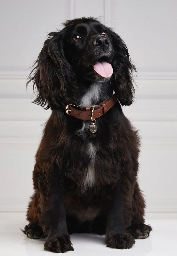 Outlet HC Classic Dog Collar - Chestnut & Tweed Pets