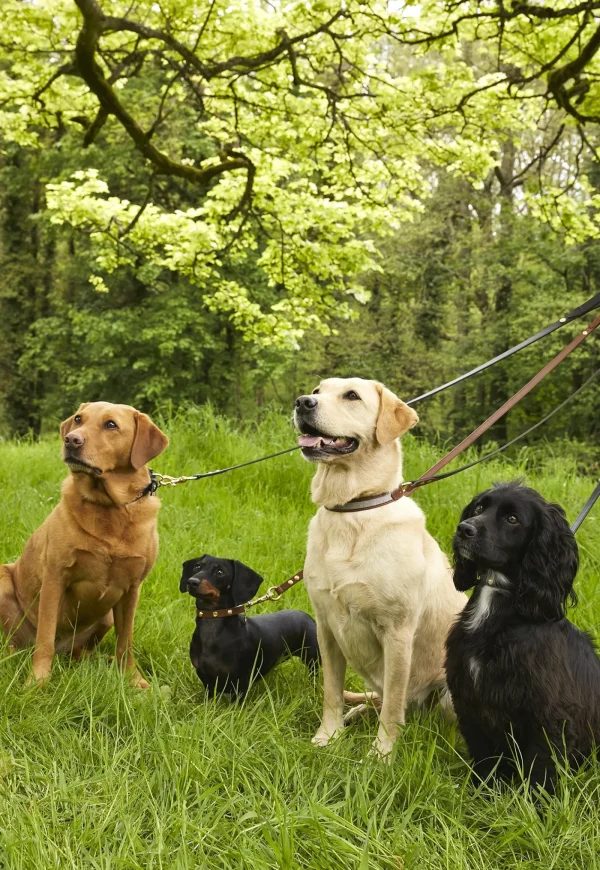 Outlet HC Classic Dog Collar - Chestnut & Tweed Pets
