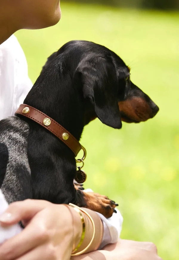 Hot HC Studded Dog Collar - Chestnut Pets