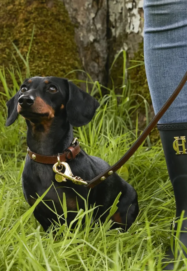 Hot HC Studded Dog Collar - Chestnut Pets